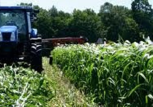 besin degerleri bilinen yem girdileri yem bitkileri cim tohumu tarla bitkileri