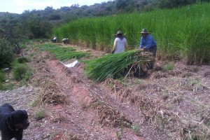 Tunceli’de Çiftçilere Sertifikalı Yem Bitkisi Tohumu Dağıtıldı 