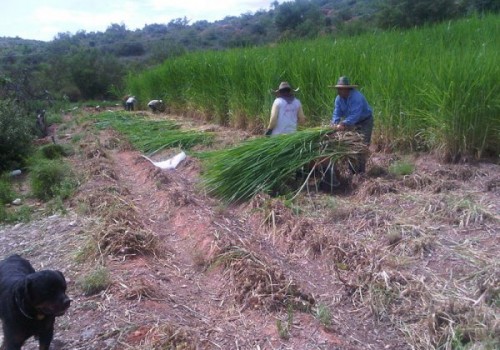 Tunceli’de Çiftçilere Sertifikalı Yem Bitkisi Tohumu Dağıtıldı 