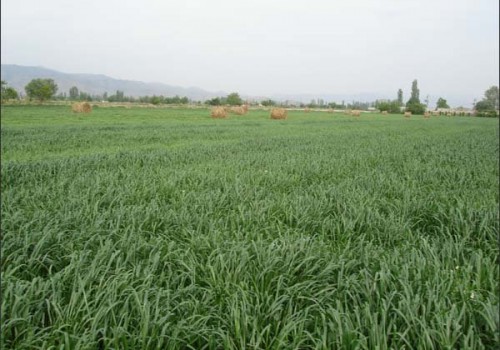İtalyan Çimi