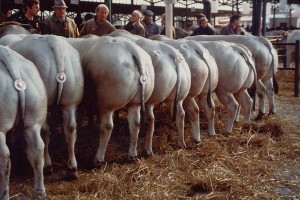 Piedmontese Etçi Irk Suni Tohumlaması Yaygınlaşıyor.