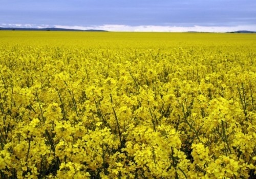 Lenox Ot tipi Yem Şalgamı