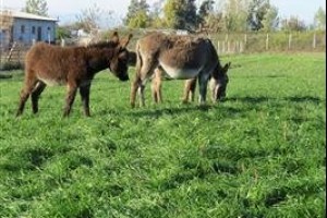 Kadife Eşşek Sütü Çiftliği Adana da açıldı..