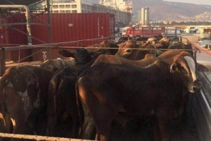 Hayvancılıkta 35 ile yüzde 80 hibe desteği verilecek.