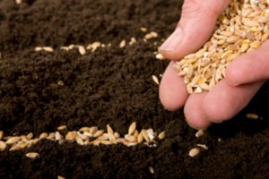 Bütün tohumlukların sertifikalı olması ne anlama geliyor?