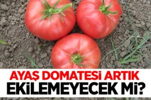 Ayaş domatesi artık ekilemeyecek mi?