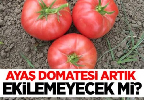 Ayaş domatesi artık ekilemeyecek mi?