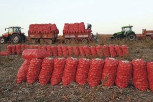 Kuru Soğan Üretim Rekoru Kırdı