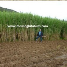 maralfalfa yem bitkisi ziraati maralfalfa yem bitkisi ziraati