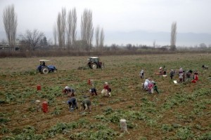 Patates Üreticilerinin Yüzü Gülüyor