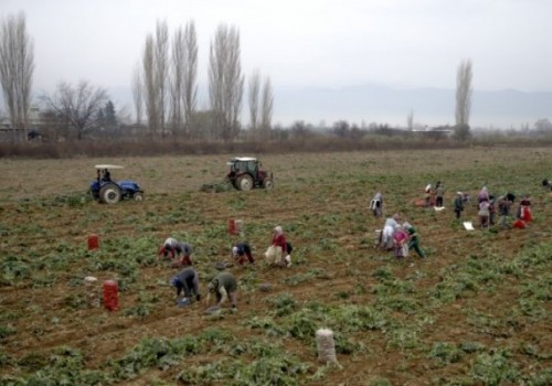Patates Üreticilerinin Yüzü Gülüyor