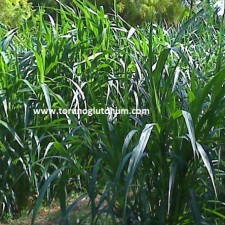 maralfalfa yem bitkisi tarımı maralfalfa yem bitkisi tarımı