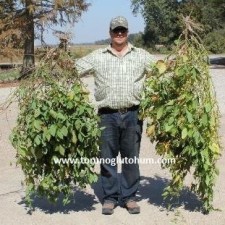 slajlık soya fasulyesi slajlık soya fasulyesi