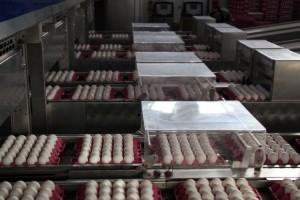 Tüketiciyi Üzen Yumurta Fiyatı Üreticiye Nefes Aldırdı