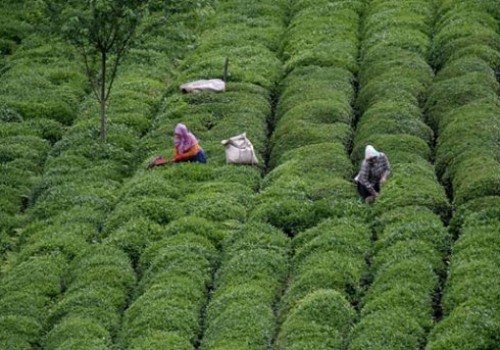 Organik gübre kullanımı çay üretimi ile başlıyor
