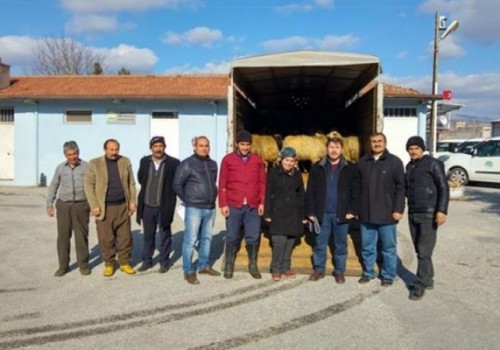 Genç Çiftçi Küçükbaş Hayvan Dağıtımları Devam Ediyor