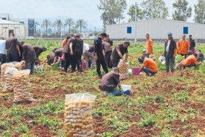 Örnek proje: Tarım cezaevi kuruluyor!