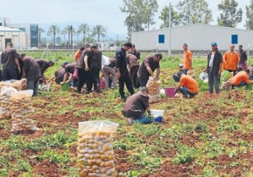 Örnek proje: Tarım cezaevi kuruluyor!