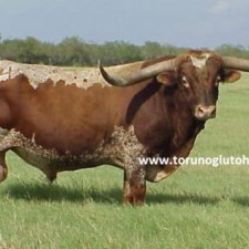 Texas sığır yetiştiriciliği
