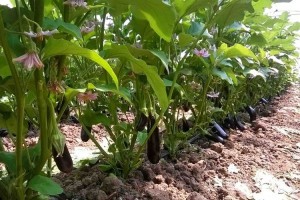 Aralık Ayında Fiyatı En Fazla Artan Ürün Patlıcan Oldu!