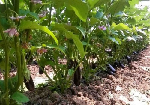 Aralık Ayında Fiyatı En Fazla Artan Ürün Patlıcan Oldu!