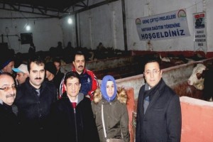  Genç Çiftçilere 468 Büyükbaş Hayvan Dağıtıldı