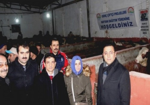 Genç Çiftçilere 468 Büyükbaş Hayvan Dağıtıldı