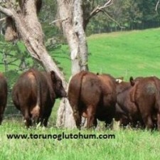 south devon sığır özellikleri