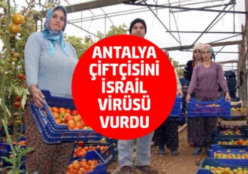 Antalyalı Çiftçiyi İsrail Virüsü Vurdu