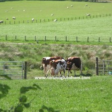 ayrshire sığır ithalatı 