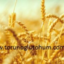 Sertifikalı Buğday tohumu çeşitleri