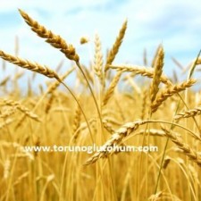 buğday tohumu fiyatı