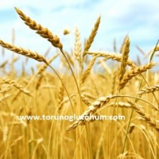 buğday tohumu fiyatı buğday tohumu fiyatı
