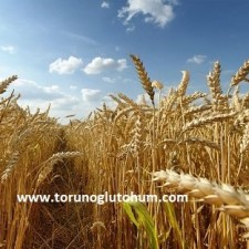 tigem buğday tohumu çeşitleri