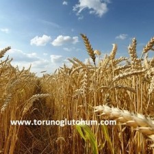 tigem buğday tohumu çeşitleri tigem buğday tohumu çeşitleri