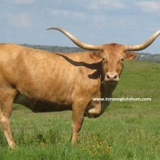 texas sığırı özellikleri