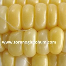 tatlı mısır nedir tatlı mısır nedir