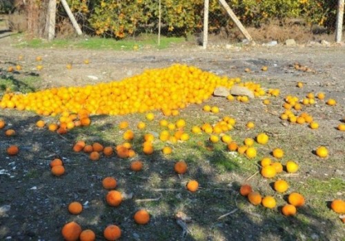 Dalında Kalan Tonlarca Mandalina Çürüdü, Üretici Perişan