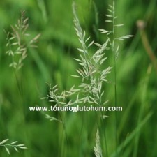 festuca pratensis-çayır yumağı festuca pratensis-çayır yumağı