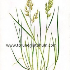 festuca pratensis mera tohumu festuca pratensis mera tohumu