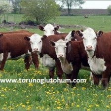 hereford sığır özellikleri
