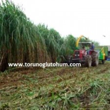 maralfalfa ot slajı maralfalfa ot slajı