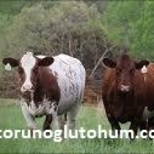 sütçü shorthorn sığırları