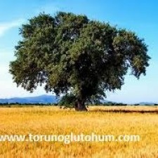 buğday tohumu faydaları buğday tohumu faydaları