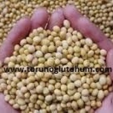 slajlık soya fasulyesi tohumu fiyatları slajlık soya fasulyesi tohumu fiyatları