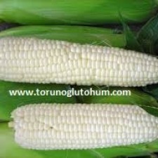 satılık tatlı mısır tohumu satılık tatlı mısır tohumu