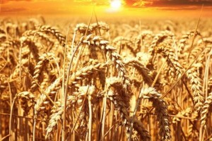 Çiftçiye müjde buğdayda kuraklık sigortası geliyor!