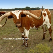 texas sığır cinsi