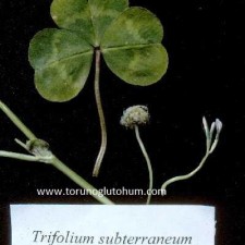trifolium subterraneum