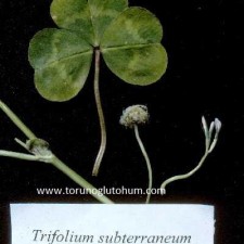 trifolium subterraneum trifolium subterraneum